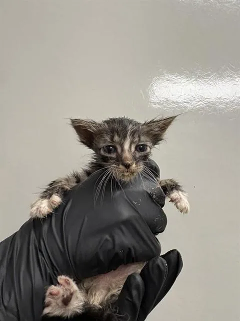 A baby small-sized male Domestic Short Hair cat named Pluto for adoption in Ontario, CA