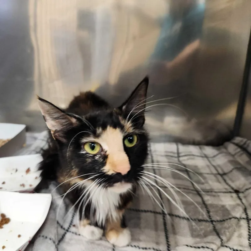 An adult medium-sized female Calico Domestic Short Hair cat named Mom Cat for adoption in Perkiomenville, PA