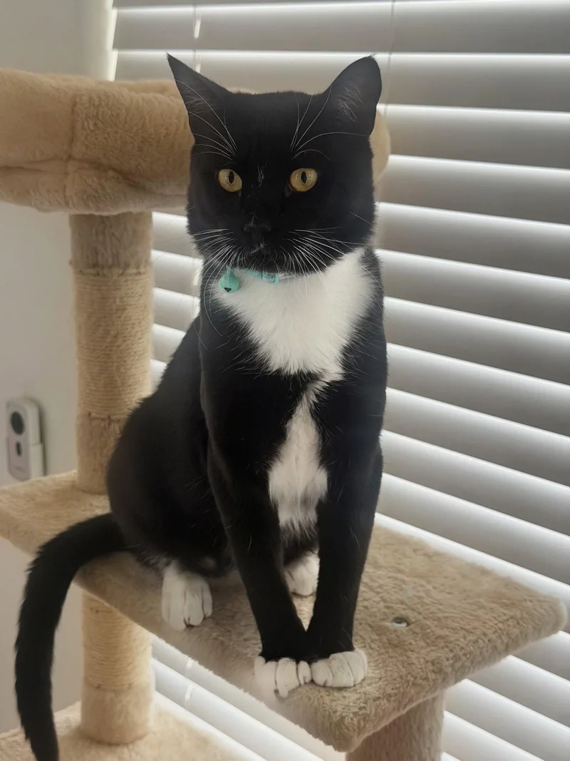 A young medium-sized male Black & White / Tuxedo Domestic Short Hair cat named Maxwell for adoption in Chandler, AZ
