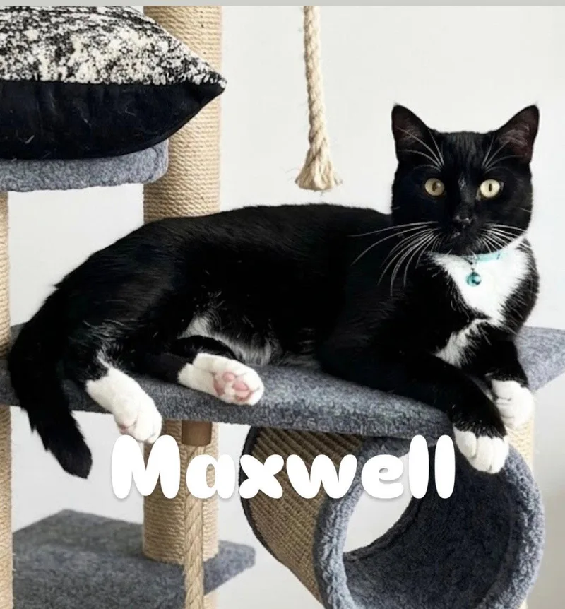 Maxwell thumbnail 2