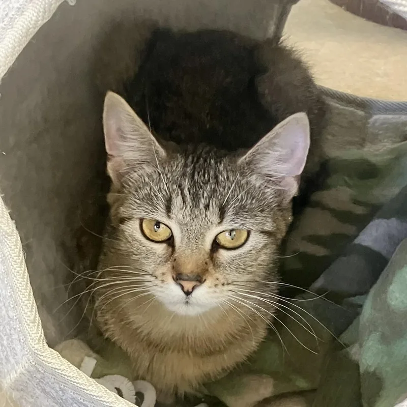 A young medium-sized female Gray / Blue / Silver Domestic Short Hair cat named Blanche for adoption in Rock Falls, IL