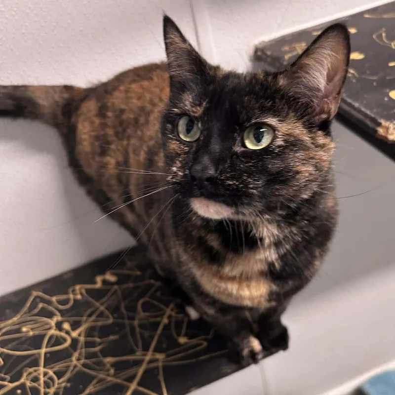 An adult large-sized female Tortoiseshell Domestic Short Hair cat named Zoey for adoption in The Colony, TX