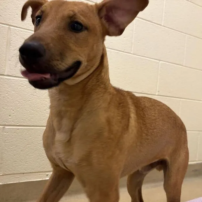 A young medium-sized male Red / Chestnut / Orange Mixed Breed dog named Speaker for adoption in Asheville, NC