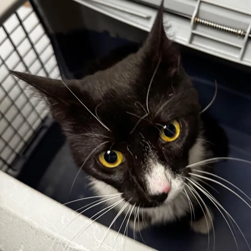 A young medium-sized male Black Domestic Short Hair cat named Milo for adoption in Concord, NC