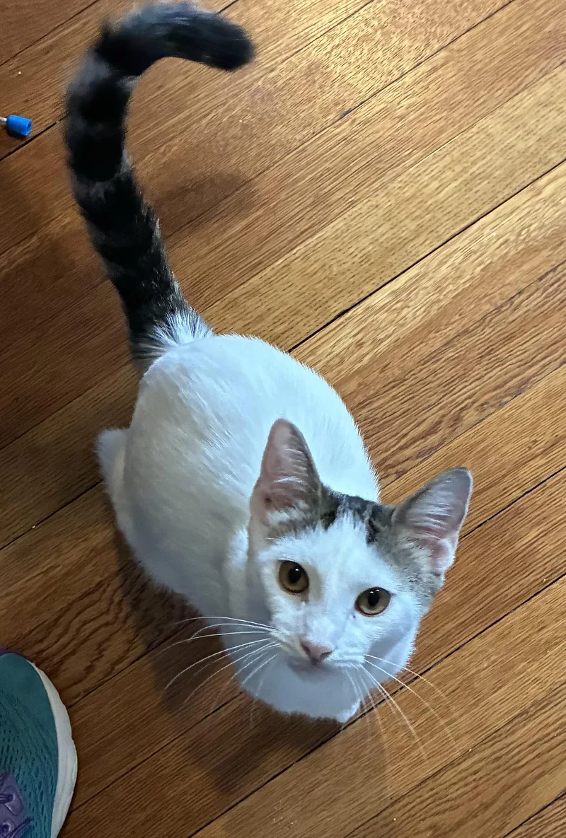 A young medium-sized female Gray & White Domestic Short Hair cat named Snowflake for adoption in South Euclid, OH