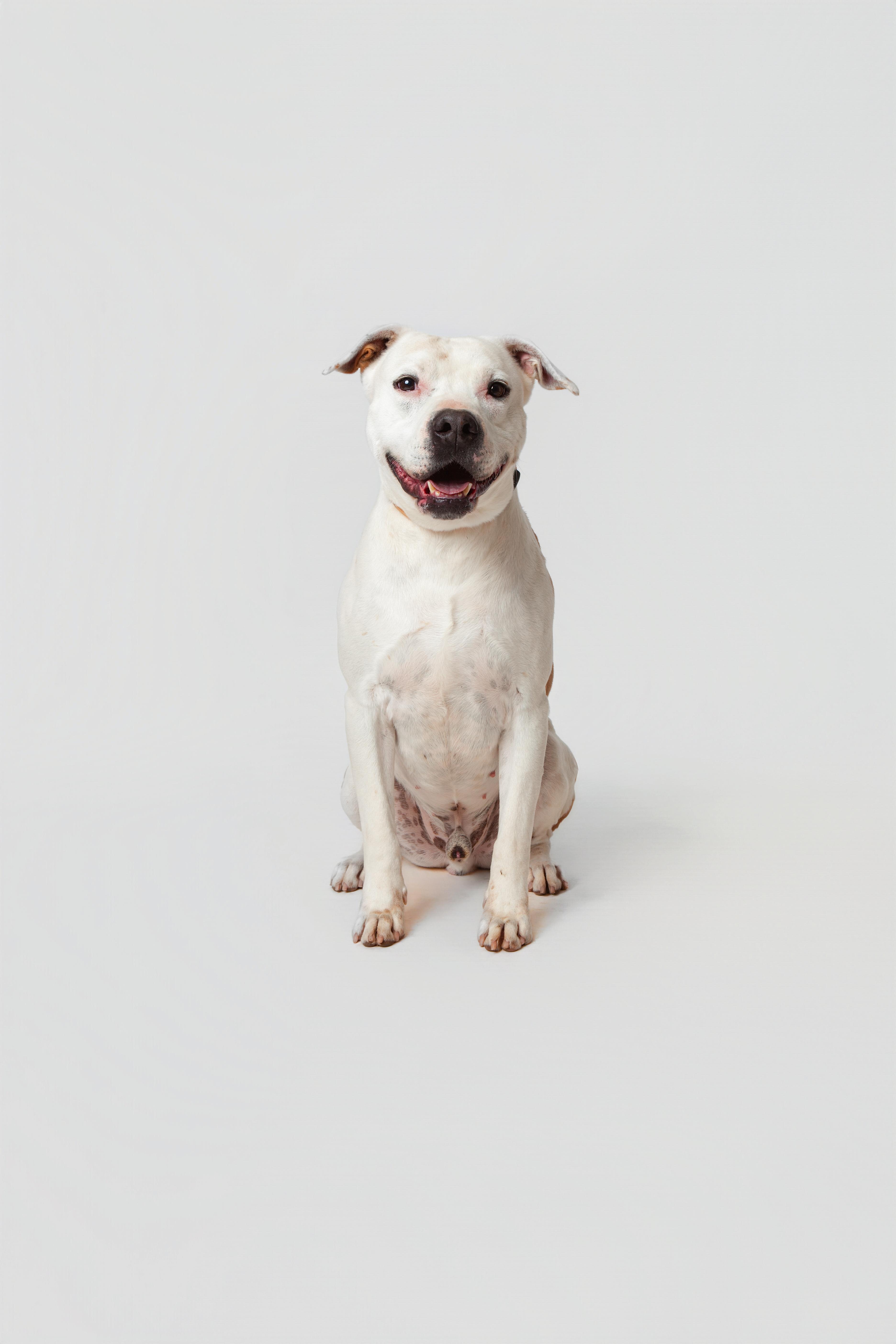 An adult large-sized male Pit Bull Terrier dog named Zeus for adoption in Guthrie, OK
