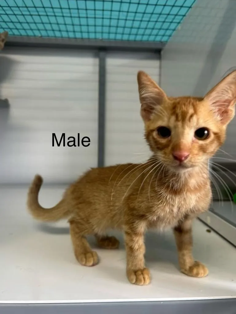 A baby medium-sized male Domestic Short Hair cat named Travis for adoption in Holbrook, AZ