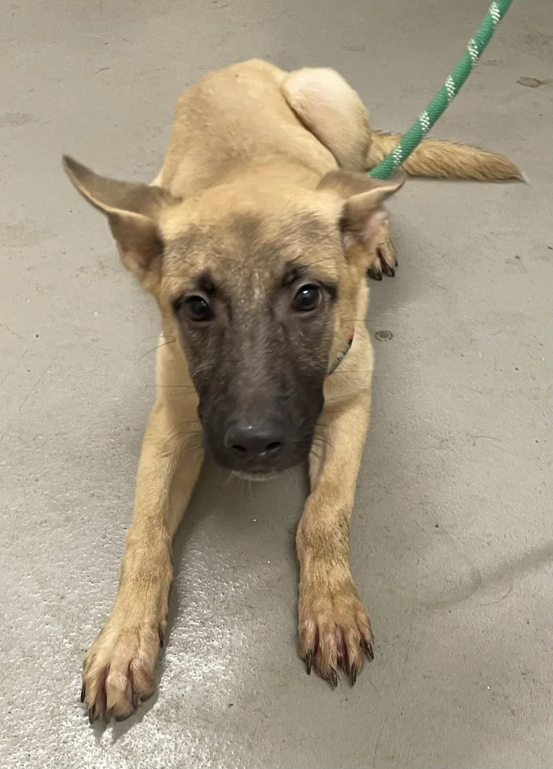A young large-sized female Brown / Chocolate Shepherd dog named Lorna HOLD for adoption in Canton, OH