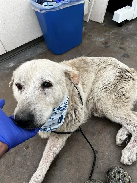 An adult large-sized male Mixed Breed dog named Moose for adoption in Dallas, TX