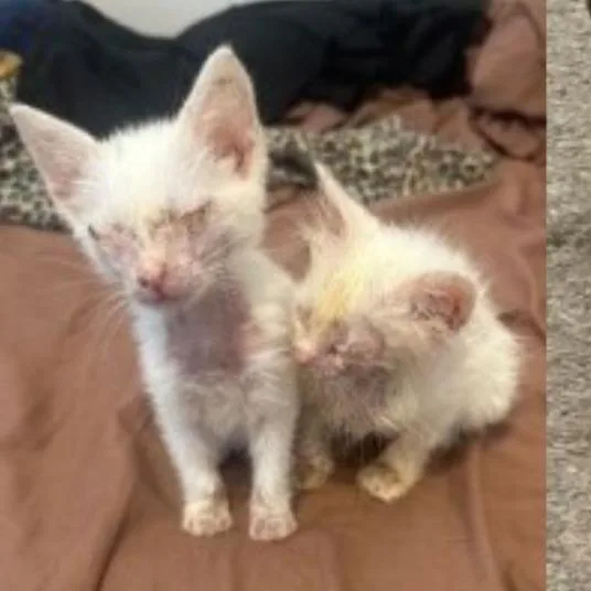 A baby medium-sized female White Domestic Short Hair cat named Minho for adoption in Austin, TX