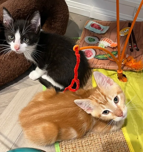 A baby small-sized female Black & White / Tuxedo Domestic Short Hair cat named Baby Princess for adoption in Woodland Hills, CA
