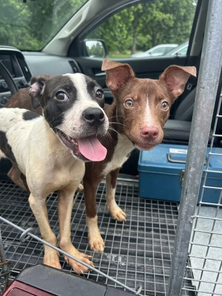 A baby medium-sized male Pit Bull Terrier dog named Washington for adoption in Gautier, MS