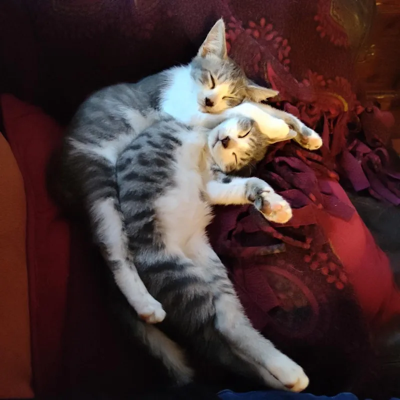 A baby medium-sized male Tabby (Gray / Blue / Silver) Tabby cat named Idaho for adoption in Hawley, PA