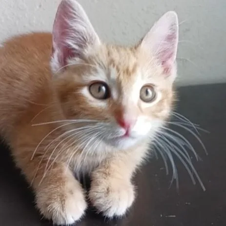 A baby medium-sized male Tabby (Orange / Red) Tabby cat named Mandarin for adoption in Pasco, WA
