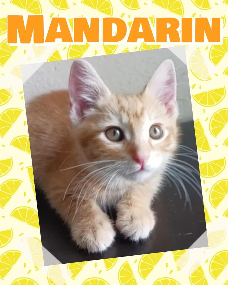 Mandarin thumbnail 2