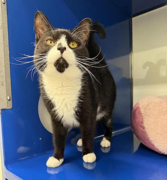 An adult medium-sized male Black & White / Tuxedo Domestic Short Hair cat named Ollie for adoption in Cherryfield, ME