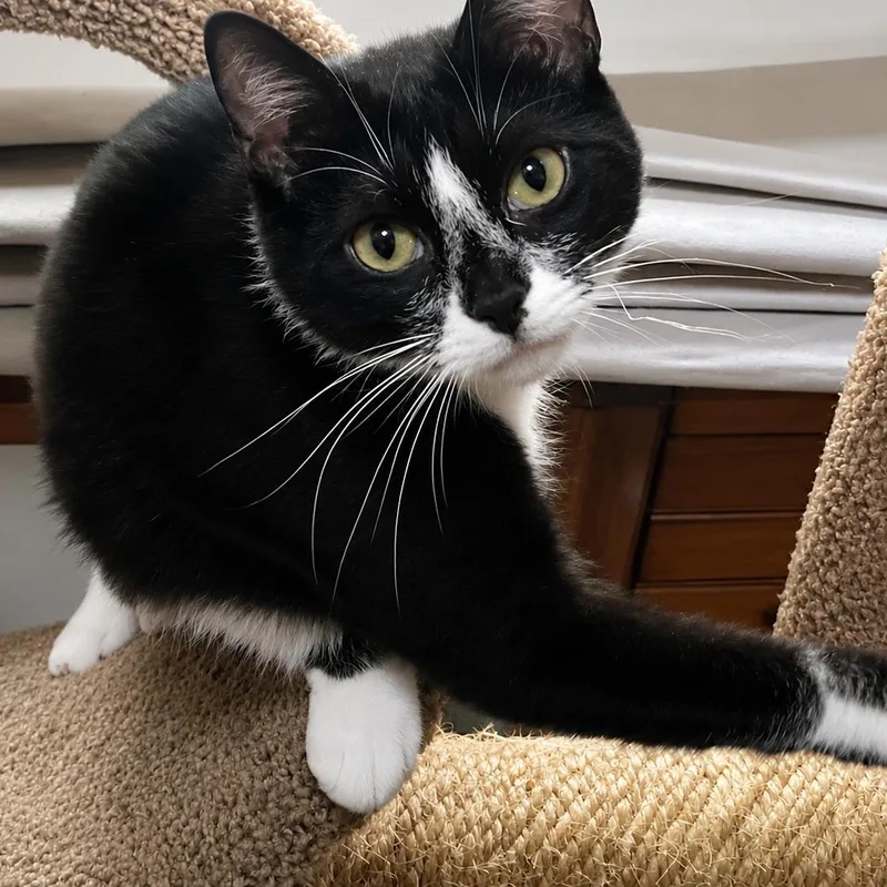 A young small-sized female Domestic Short Hair cat named Sasha for adoption in LAKE HOPATCONG, NJ