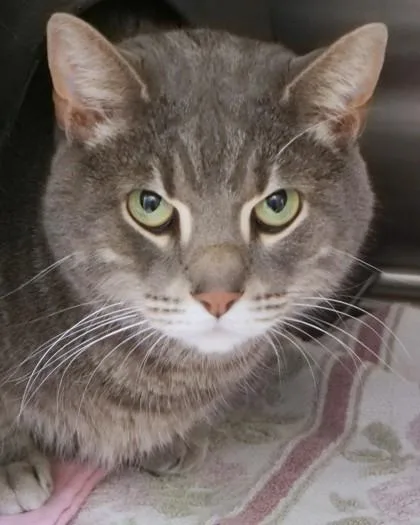 An adult medium-sized male Domestic Short Hair cat named Finn for adoption in Fishers, IN