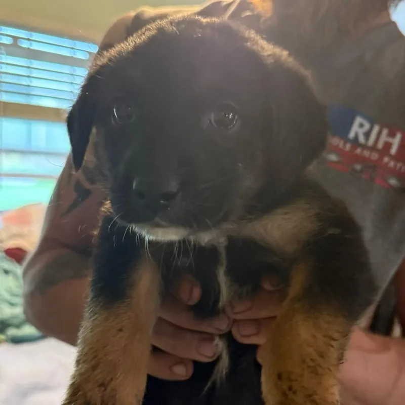 A baby large-sized male Black German Shepherd Dog dog named Colt for adoption in Columbia Station, OH