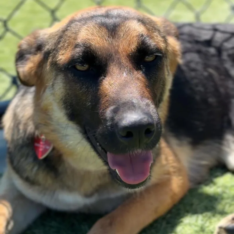 An adult medium-sized female Black German Shepherd Dog dog named Nana A for adoption in Mission Hills, CA