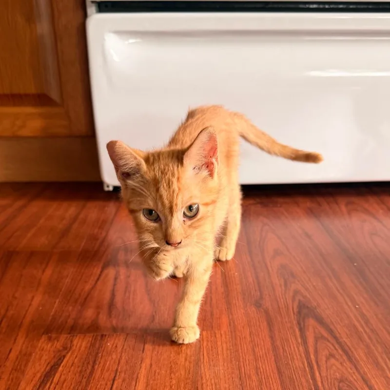 A baby small-sized female Domestic Short Hair cat named Frito for adoption in Volcano, HI