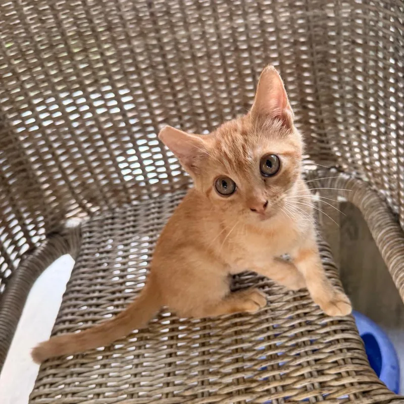 Frito thumbnail 4