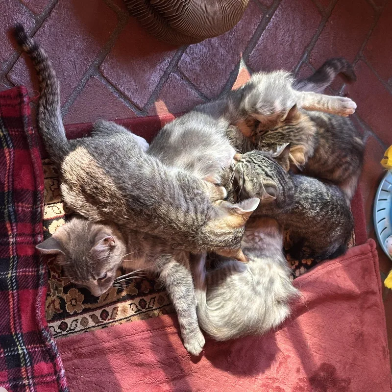 A baby medium-sized male Tabby cat named Harry for adoption in Sacramento, CA