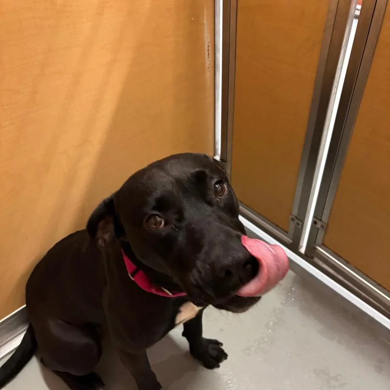 An adult large-sized female Black Mixed Breed dog named Storm for adoption in Saint Charles, MO