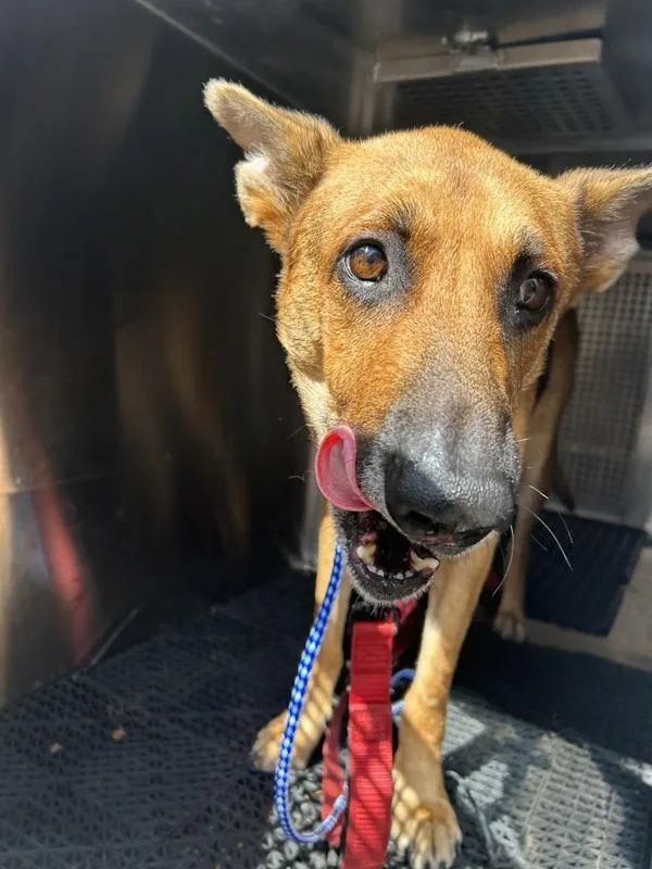 An adult extra large-sized male German Shepherd Dog dog named Max for adoption in Austin, TX
