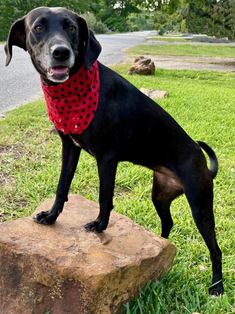 Lacy  Such A thumbnail 2