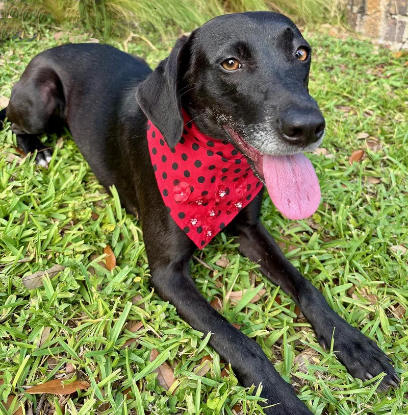 Lacy  Such A thumbnail 3