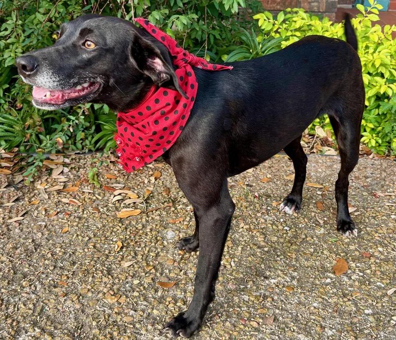 Lacy  Such A thumbnail 5