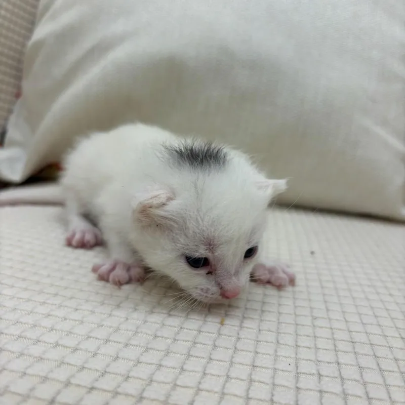 A baby small-sized female White Domestic Short Hair cat named Spot for adoption in Madisonville, TN