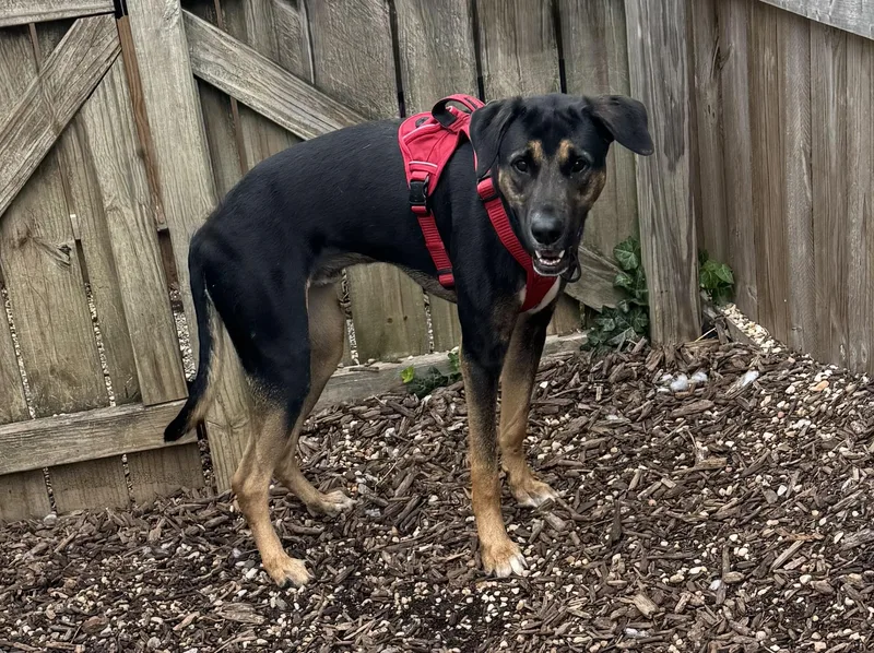 A young large-sized male Bicolor Great Dane dog named Tony for adoption in Ellicott City, MD