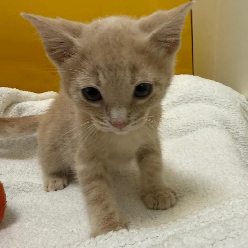 A baby small-sized male Orange / Red Domestic Short Hair cat named Rosco for adoption in Tulsa, OK