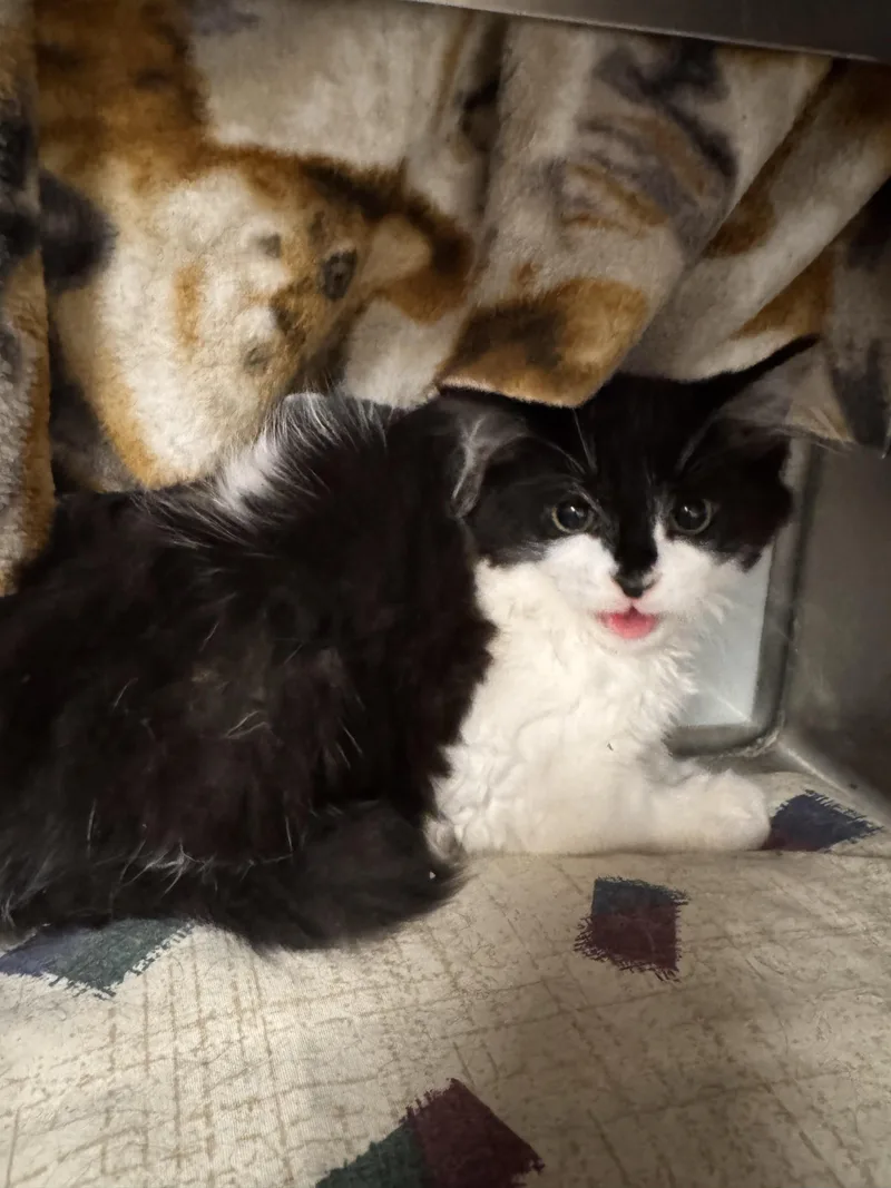 A baby medium-sized male Black & White / Tuxedo Domestic Long Hair cat named Spark Plug for adoption in Midland, MI