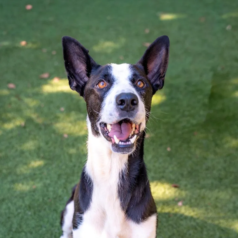 An adult large-sized male Black Terrier dog named Domino for adoption in Gainesville, GA