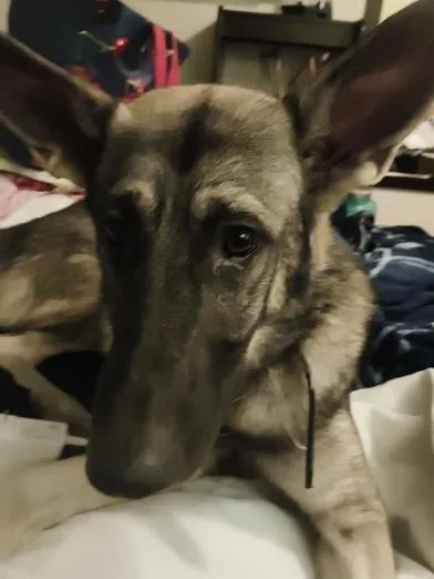 An adult large-sized male German Shepherd Dog named Koa for adoption in Cincinnati, OH