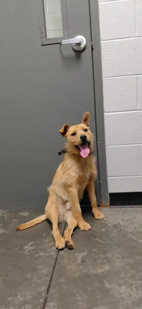 A young medium-sized male Mixed Breed dog named Simba for adoption in Henderson, NC