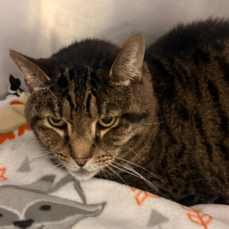 A senior large-sized male Gray / Blue / Silver Domestic Short Hair cat named Tiger for adoption in Evansville, IN