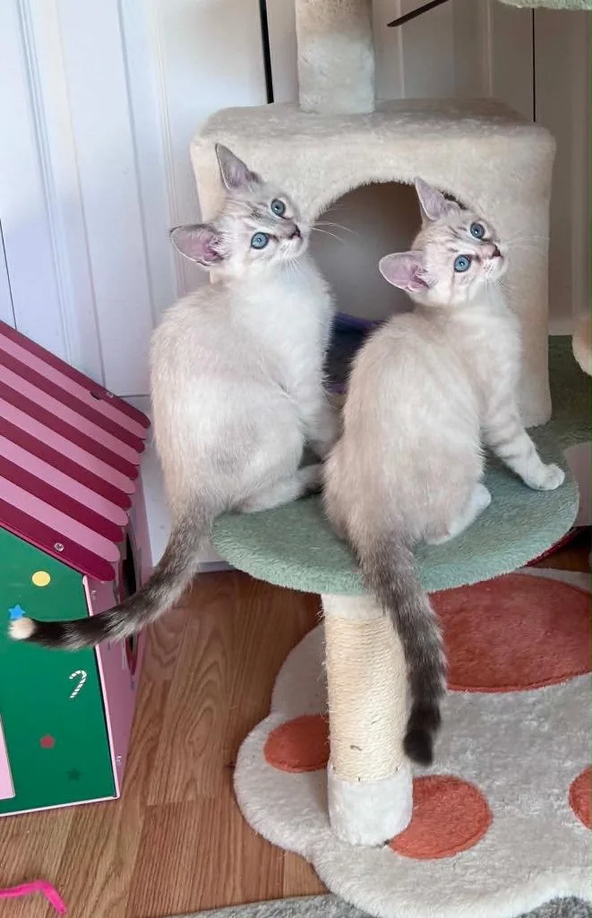 A baby medium-sized female Domestic Short Hair cat named Barbara Ann for adoption in Salt Lake City, UT