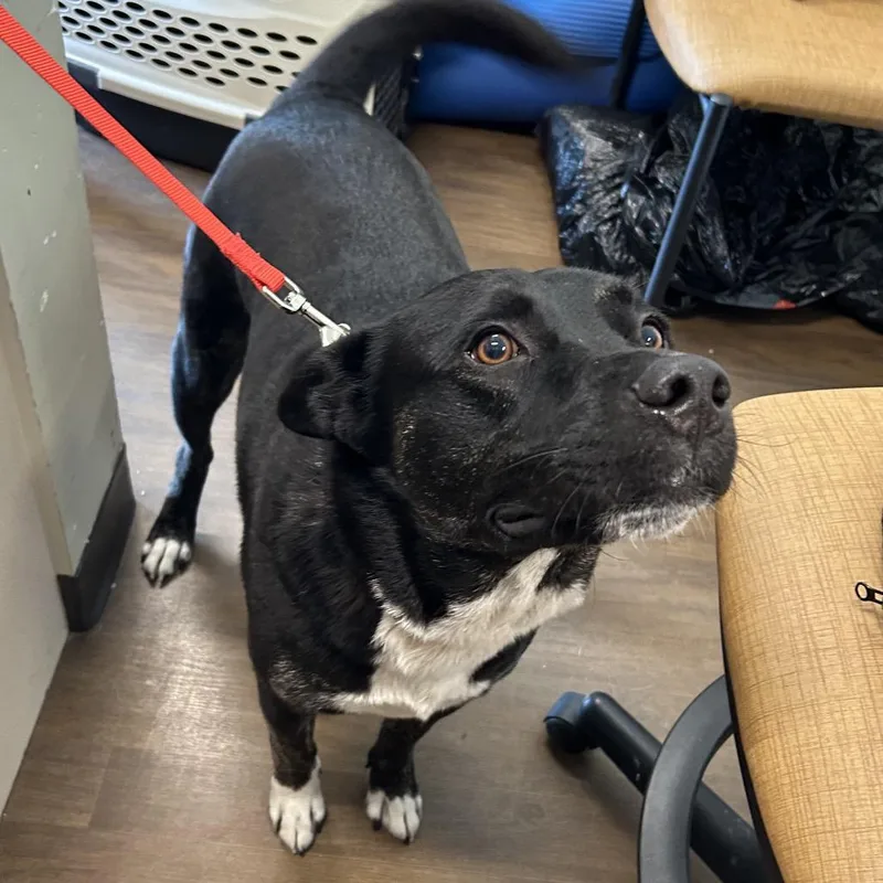 An adult medium-sized male Black Pit Bull Terrier dog named Lucky for adoption in League City, TX