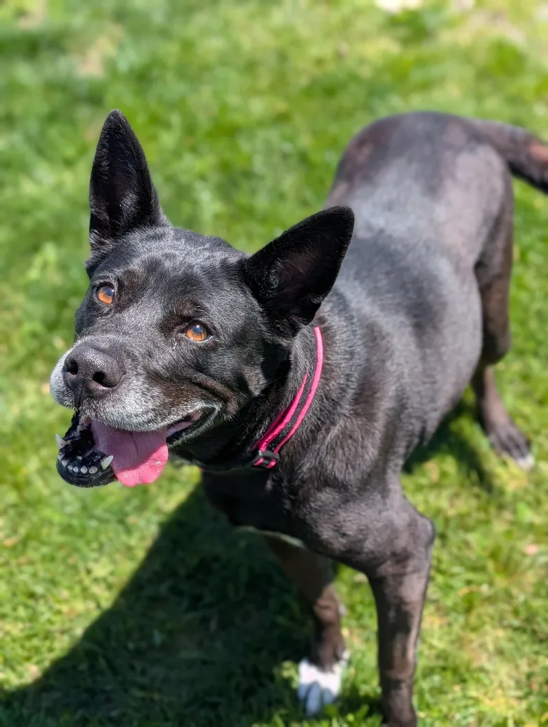 A senior large-sized female Black Mixed Breed dog named Sugar Sparkles for adoption in Chambersburg, PA