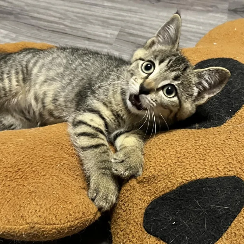 A baby small-sized female Brown / Chocolate Domestic Short Hair cat named Dahlia for adoption in Medina, OH