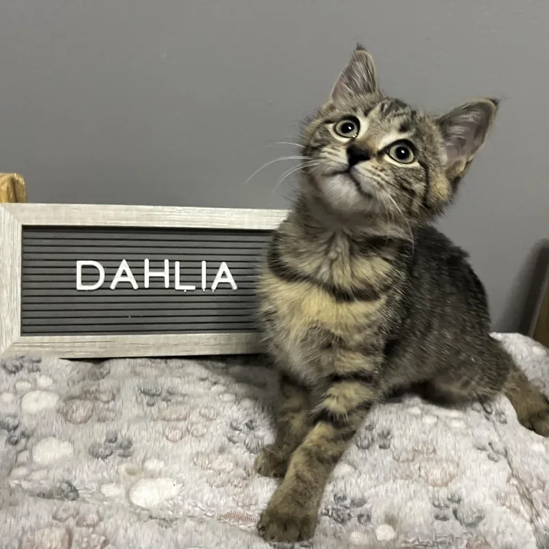 Dahlia thumbnail 2