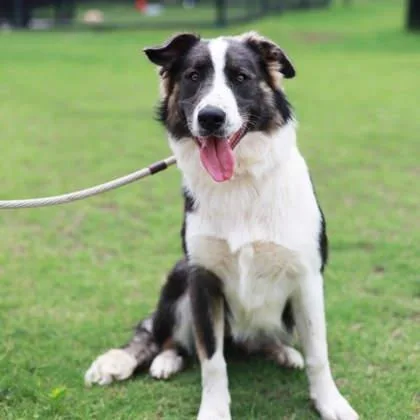 A young large-sized female Brown / Chocolate Shepherd dog named Pippy for adoption in Atlanta, GA