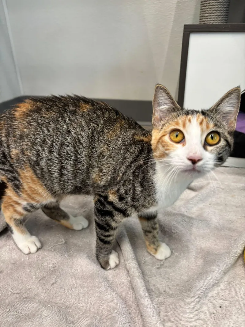 A baby medium-sized female Torbie cat named Abigail for adoption in Omaha, NE