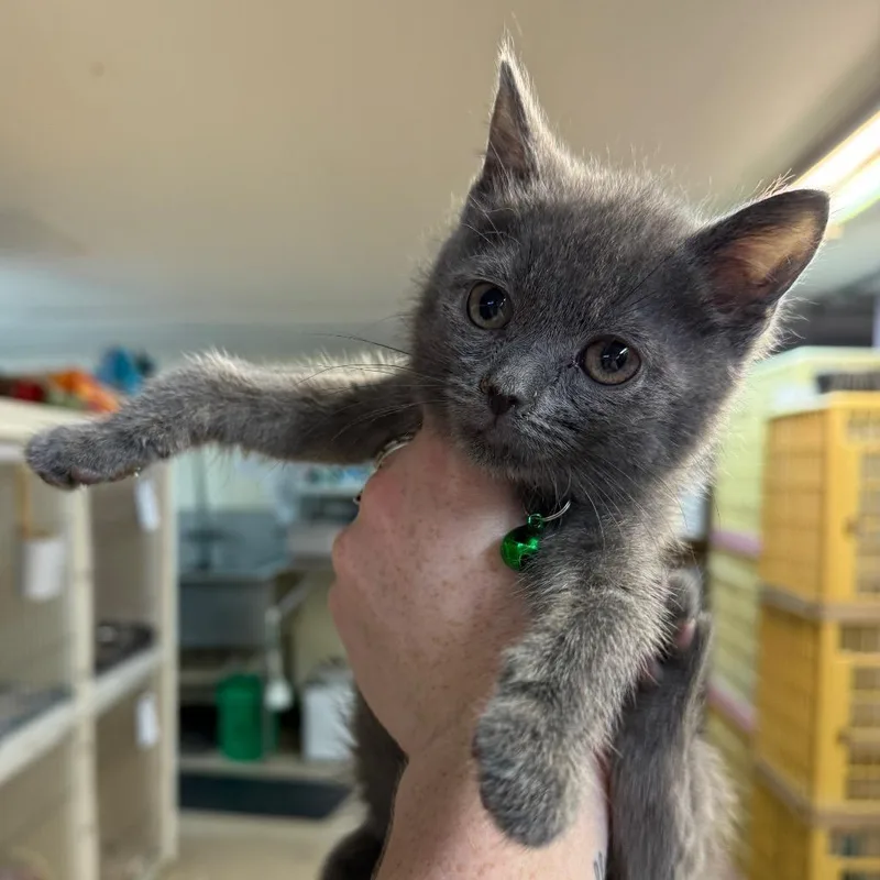 A baby small-sized female Gray / Blue / Silver Domestic Short Hair cat named Shelly for adoption in Madison, WI