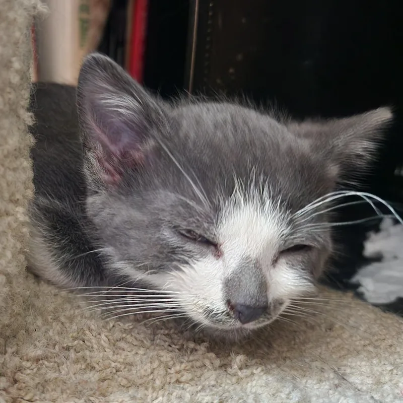 A baby small-sized male Gray / Blue / Silver Domestic Short Hair cat named Chamoy for adoption in Normal, IL