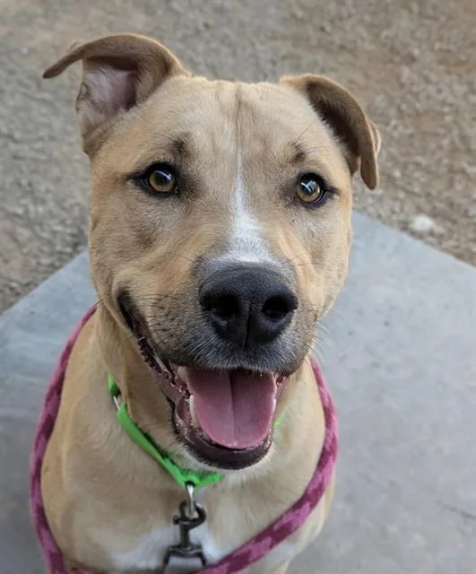 A young large-sized male Pit Bull Terrier dog named Simon for adoption in Tucson, AZ